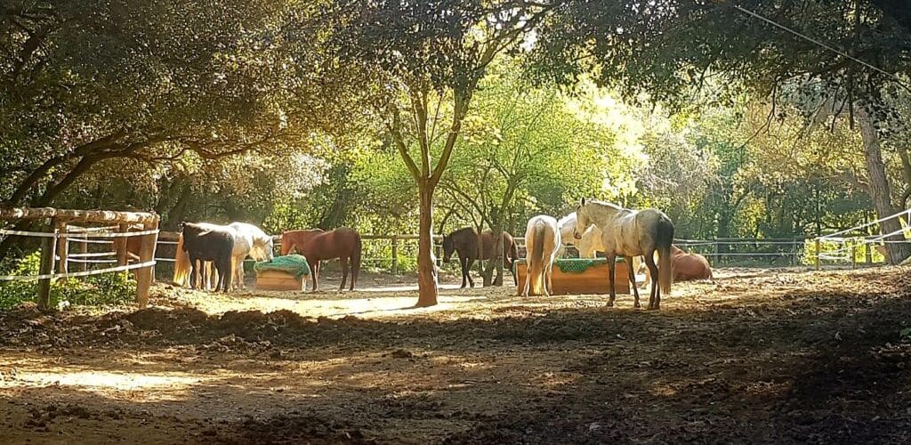 Caballos en libertad Paddock Activo