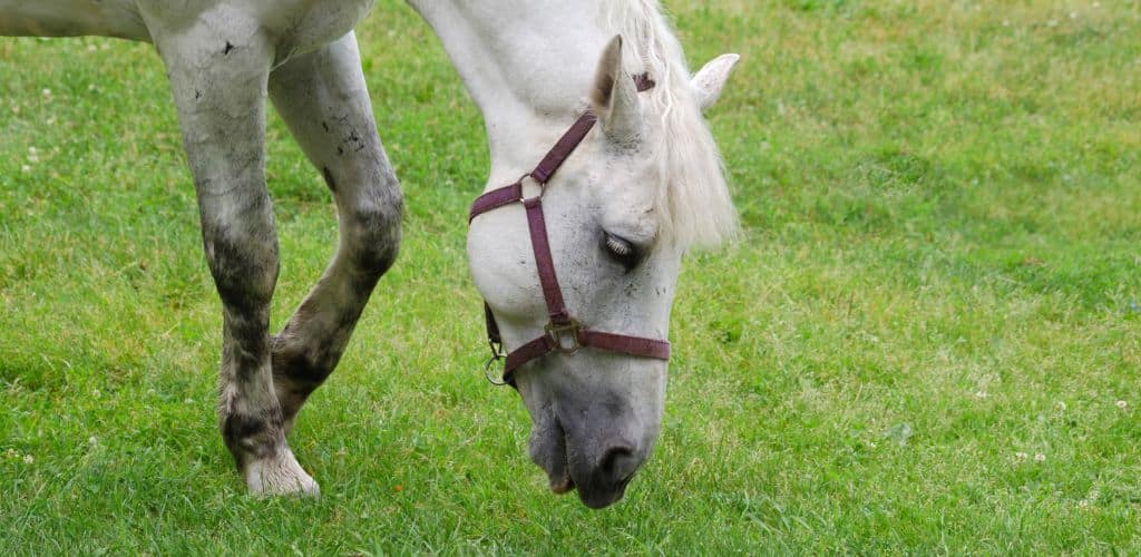 Zona de pasto Paddock Activo